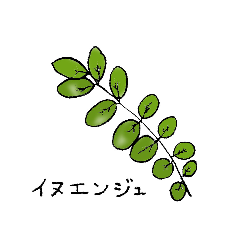 イヌエンジュ