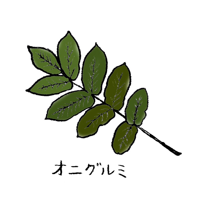 オニグルミ
