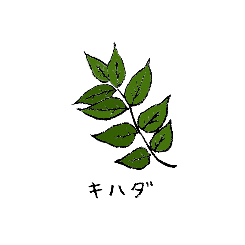 キハダ