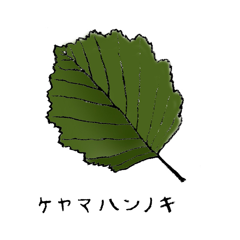 ケヤマハンノキ