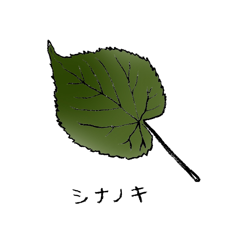 シナノキ