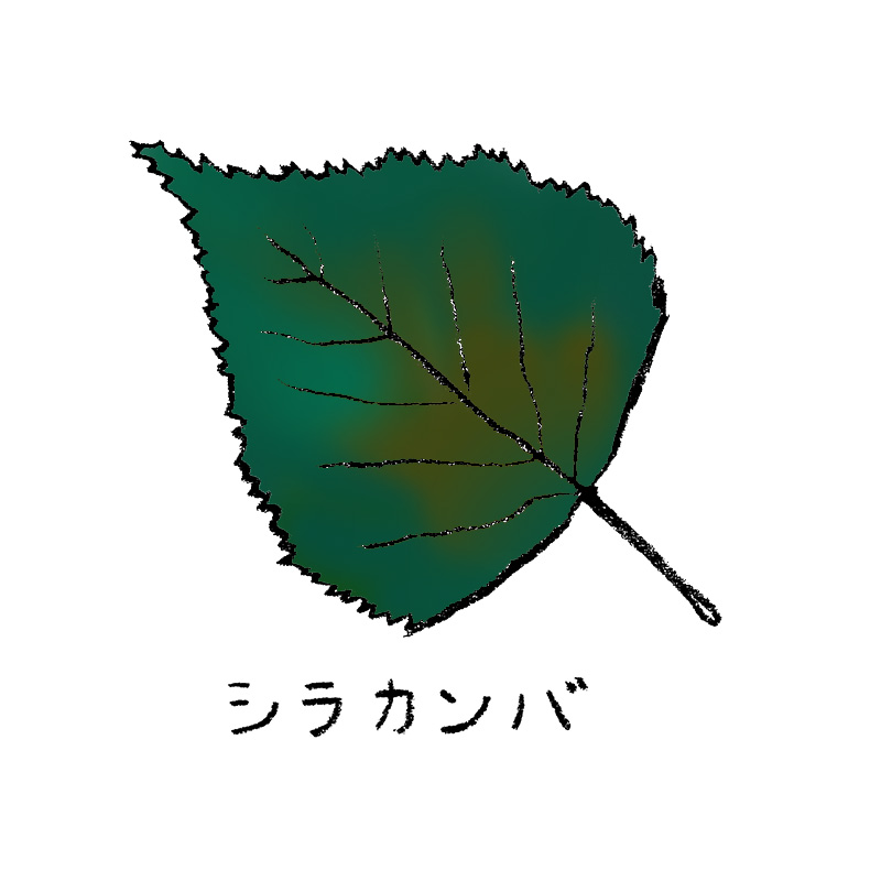 シラカンバ