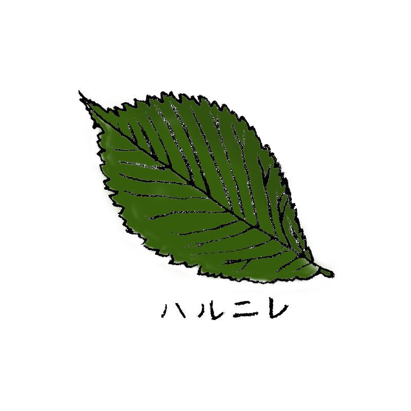ハルニレ