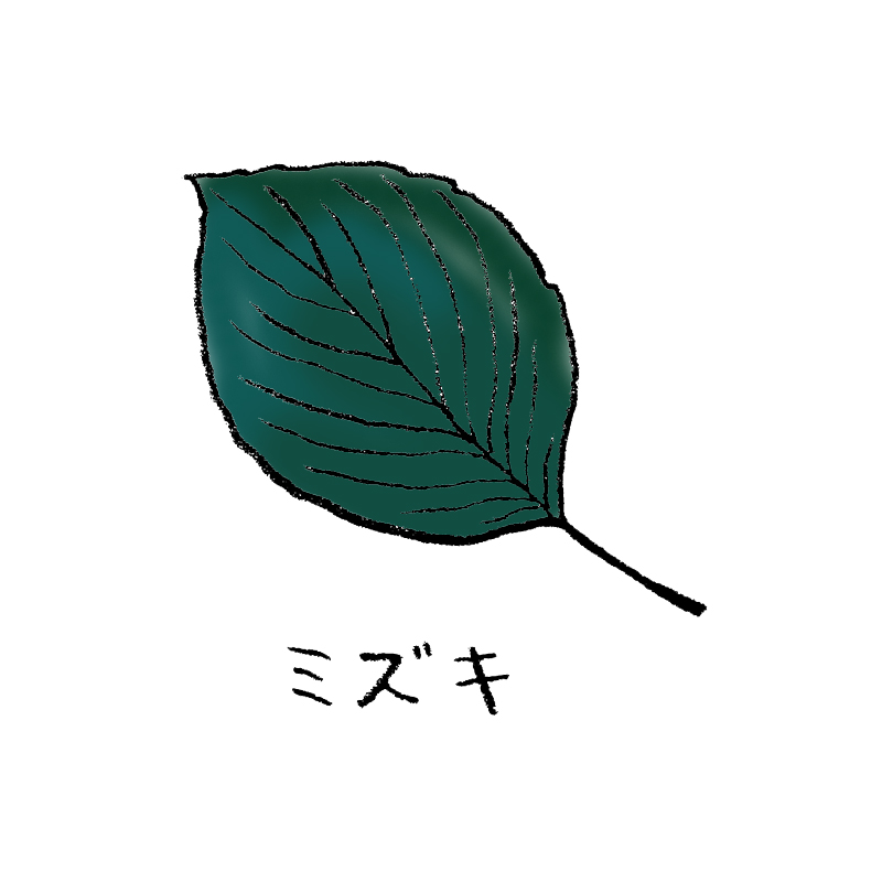 ミズキ