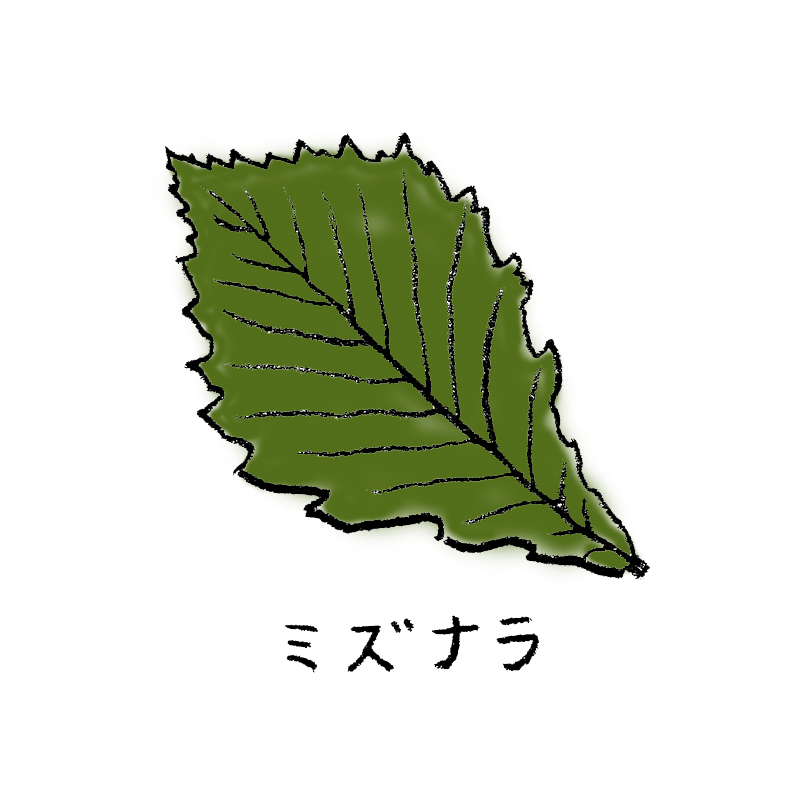 ミズナラ