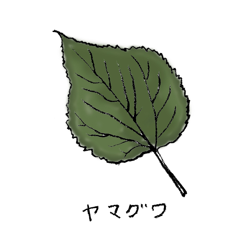 ヤマグワ