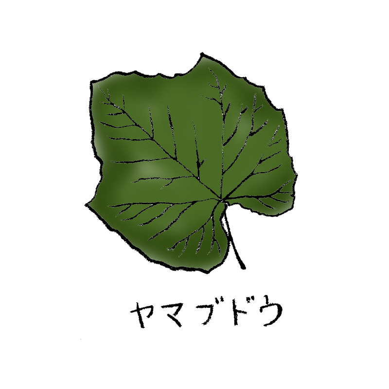 ヤマブドウ